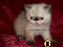 exotic shorthair kitten posted by Puddy Tracks