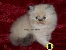 himalayan kitten posted by Puddy Tracks