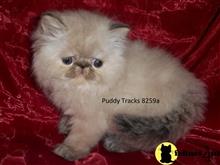 himalayan kitten posted by Puddy Tracks