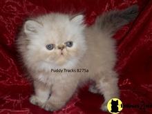 himalayan kitten posted by Puddy Tracks