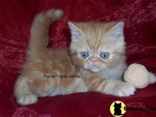 exotic shorthair kitten posted by Puddy Tracks