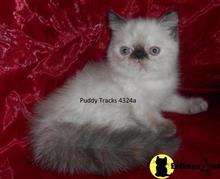 exotic shorthair kitten posted by Puddy Tracks