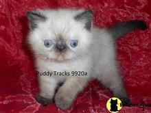 exotic shorthair kitten posted by Puddy Tracks