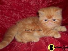 exotic shorthair kitten posted by Puddy Tracks