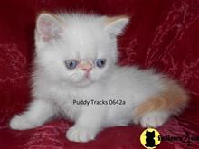 exotic shorthair kitten posted by Puddy Tracks