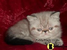 exotic shorthair kitten posted by Puddy Tracks
