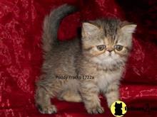 exotic shorthair kitten posted by Puddy Tracks