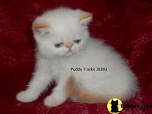 exotic shorthair kitten posted by Puddy Tracks