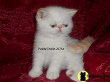 exotic shorthair kitten posted by Puddy Tracks