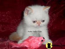 exotic shorthair kitten posted by Puddy Tracks
