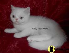 exotic shorthair kitten posted by Puddy Tracks