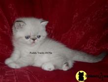 exotic shorthair kitten posted by Puddy Tracks