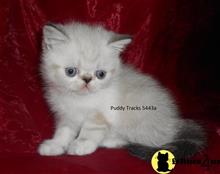 exotic shorthair kitten posted by Puddy Tracks