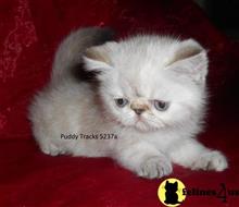 exotic shorthair kitten posted by Puddy Tracks