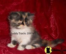 exotic shorthair kitten posted by Puddy Tracks