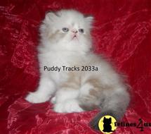 exotic shorthair kitten posted by Puddy Tracks