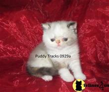 exotic shorthair kitten posted by Puddy Tracks