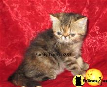 exotic shorthair kitten posted by Puddy Tracks
