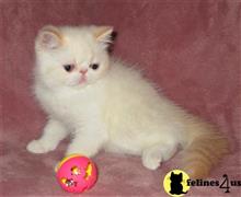 exotic shorthair kitten posted by Puddy Tracks