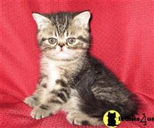 exotic shorthair kitten posted by Puddy Tracks