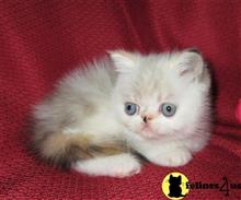 exotic shorthair kitten posted by Puddy Tracks