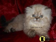 himalayan kitten posted by Puddy Tracks