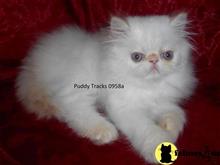himalayan kitten posted by Puddy Tracks