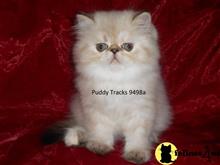 himalayan kitten posted by Puddy Tracks
