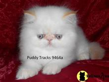 himalayan kitten posted by Puddy Tracks