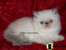 himalayan kitten posted by Puddy Tracks