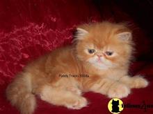 himalayan kitten posted by Puddy Tracks