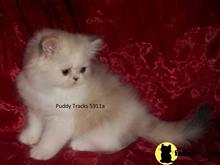 himalayan kitten posted by Puddy Tracks