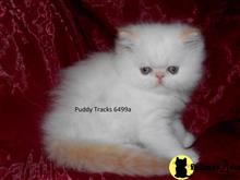 himalayan kitten posted by Puddy Tracks