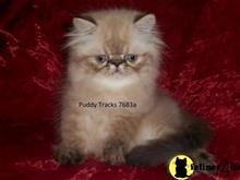 himalayan kitten posted by Puddy Tracks