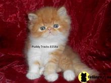 himalayan kitten posted by Puddy Tracks