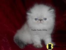himalayan kitten posted by Puddy Tracks