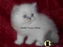 himalayan kitten posted by Puddy Tracks