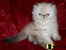 himalayan kitten posted by Puddy Tracks