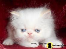 himalayan kitten posted by Puddy Tracks
