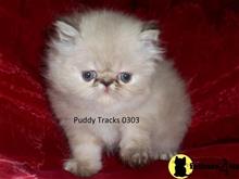 himalayan kitten posted by Puddy Tracks