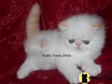 himalayan kitten posted by Puddy Tracks
