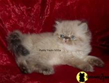 himalayan kitten posted by Puddy Tracks