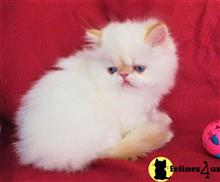 himalayan kitten posted by Puddy Tracks