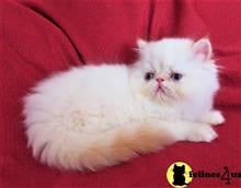 himalayan kitten posted by Puddy Tracks
