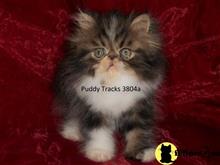 persian kitten posted by Puddy Tracks