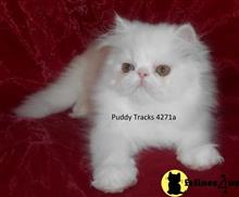persian kitten posted by Puddy Tracks