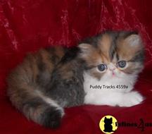 persian kitten posted by Puddy Tracks