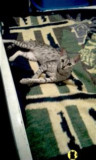 savannah cat posted by olgakh