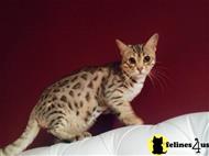 bengal cat posted by olgakh