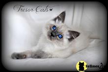 balinese kitten posted by tresorcats